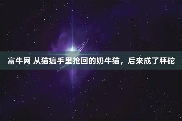 富牛网 从猫瘟手里抢回的奶牛猫，后来成了秤砣